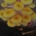 黄金菇（榆黄蘑）