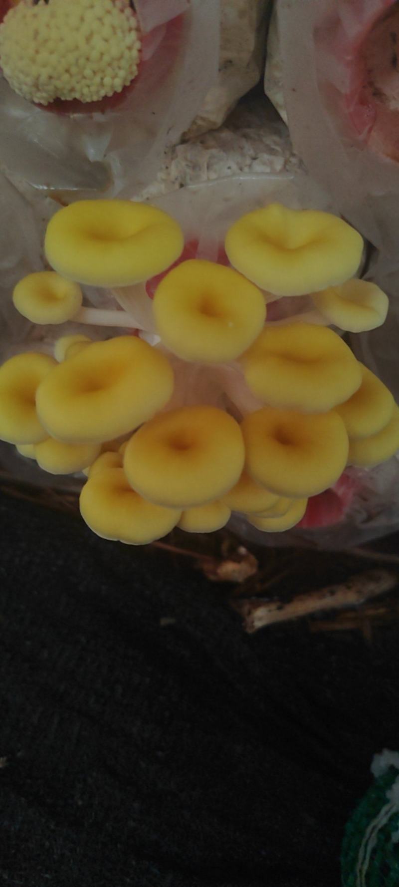 黄金菇（榆黄蘑）