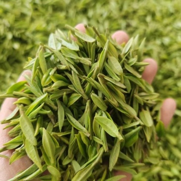 西湖龙井雨前茶，叶形较大，滋味浓厚，汤色清澈明黄，价廉物美