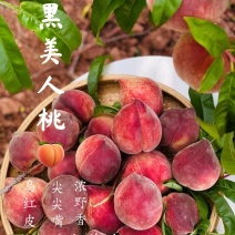 2025年攀枝花味道露天黑美人桃上架尝鲜季开始采摘发货
