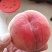 离核早红蜜桃苗，早熟离核个大丰产优良品种