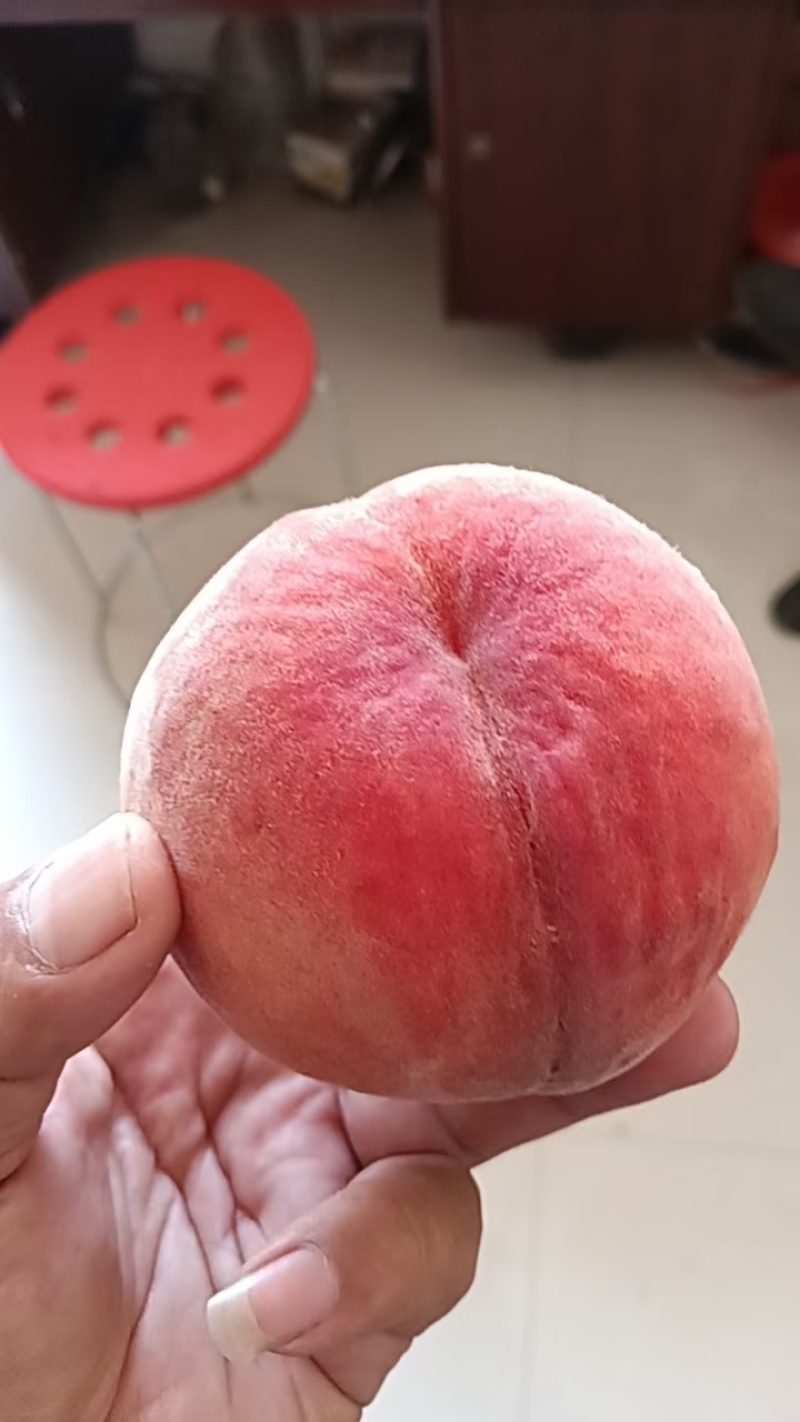 离核早红蜜桃苗，早熟离核个大丰产优良品种