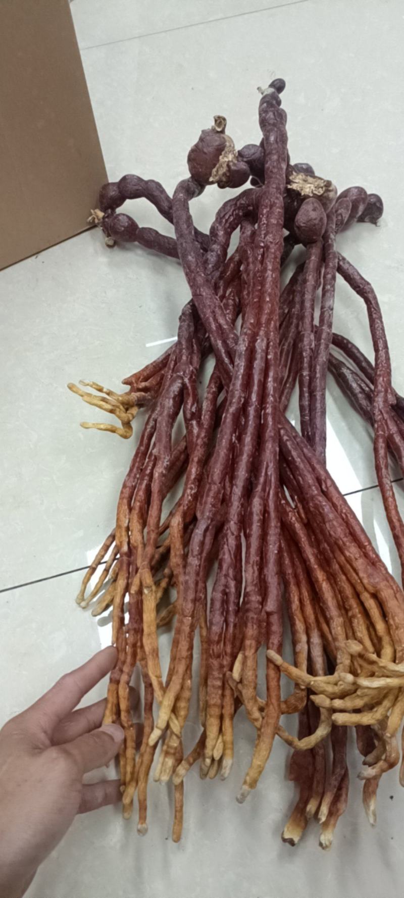 鹿角灵芝