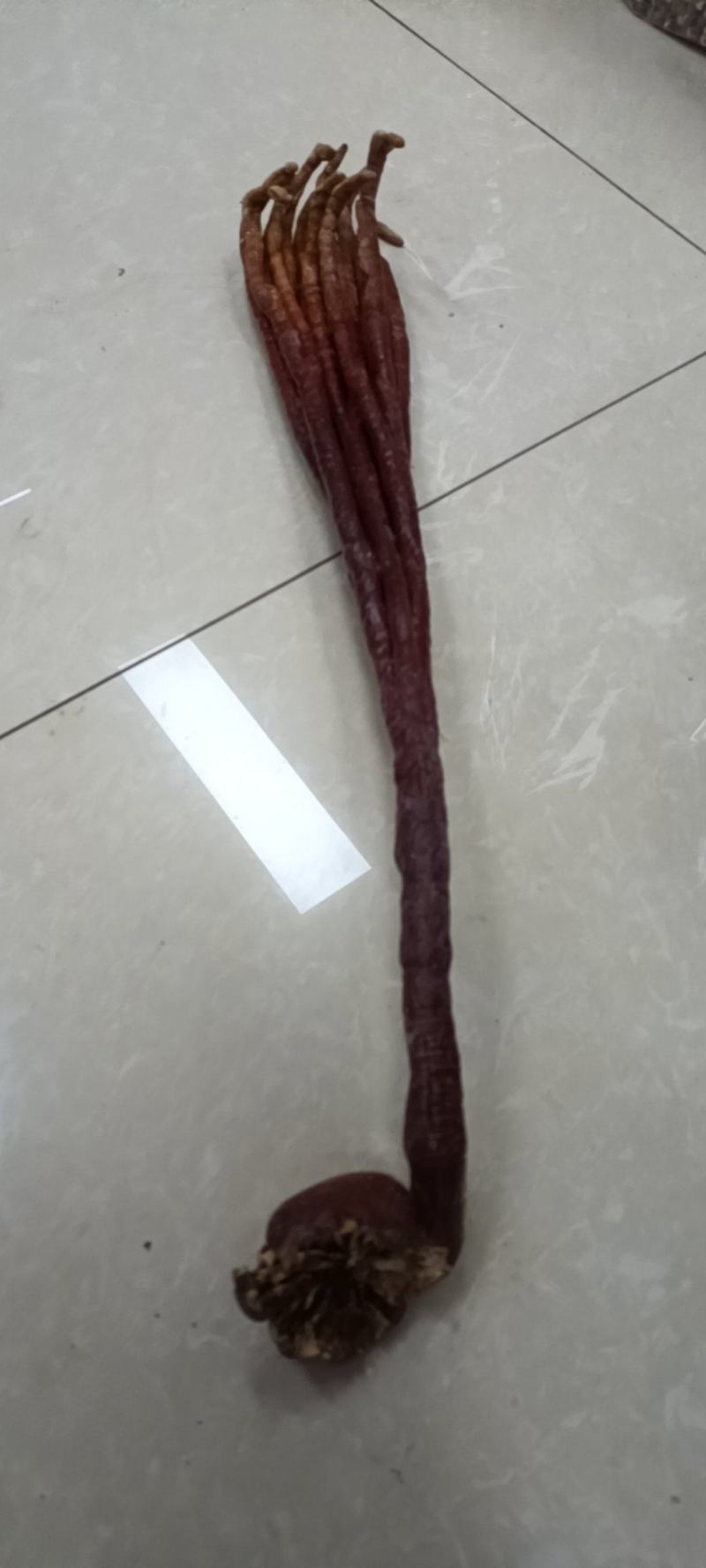鹿角灵芝