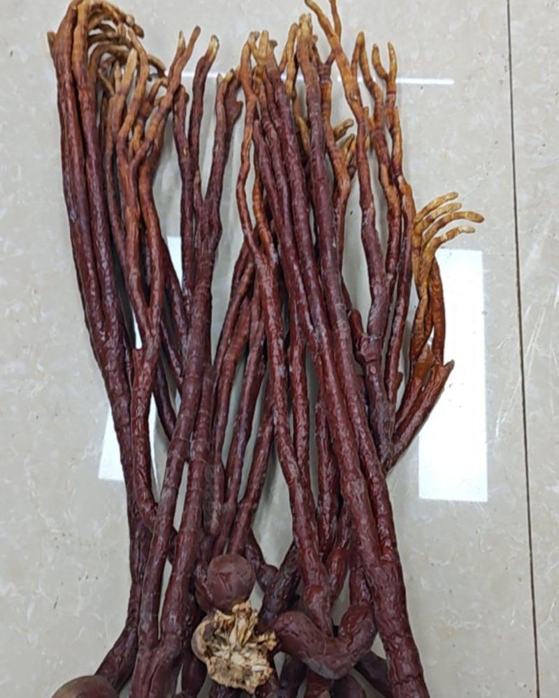 鹿角灵芝
