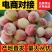 河南血桃朱砂红头茬大果新鲜采摘一件代发对接电商