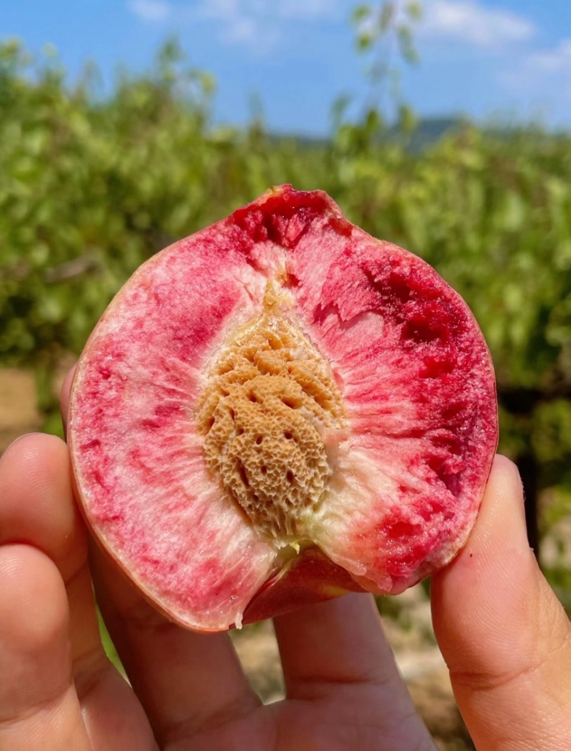 河南血桃朱砂红头茬大果新鲜采摘一件代发对接电商