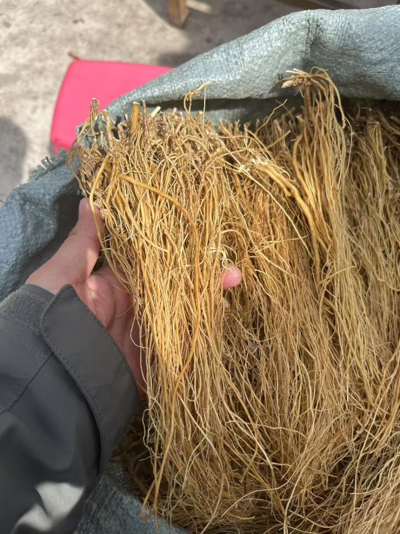 龙胆草直条