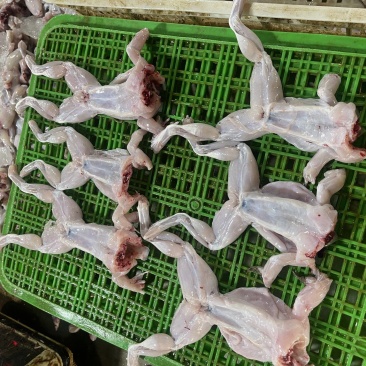 牛蛙肉/成蛙肉-订多包送货，正品保障支持拿样