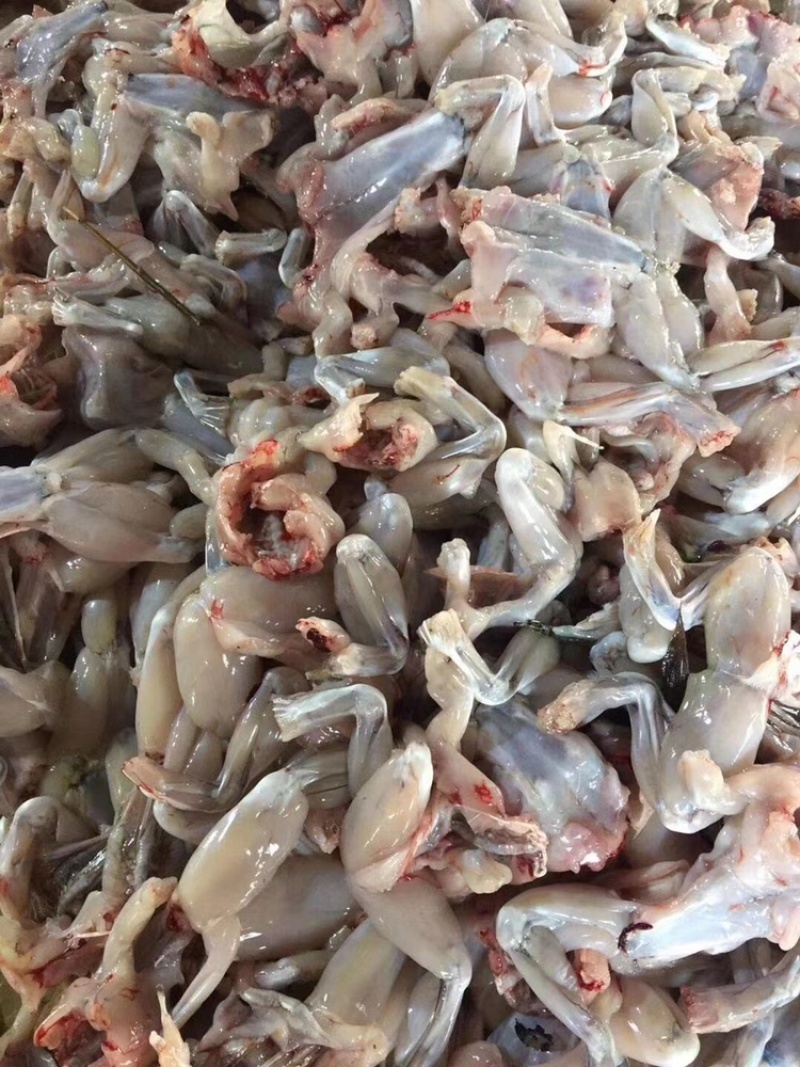 牛蛙肉/成蛙肉-订多包送货，正品保障支持拿样