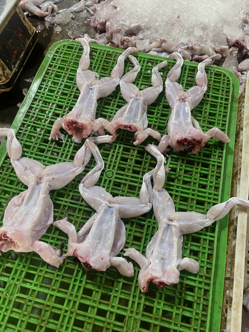 牛蛙肉/成蛙肉-订多包送货，正品保障支持拿样