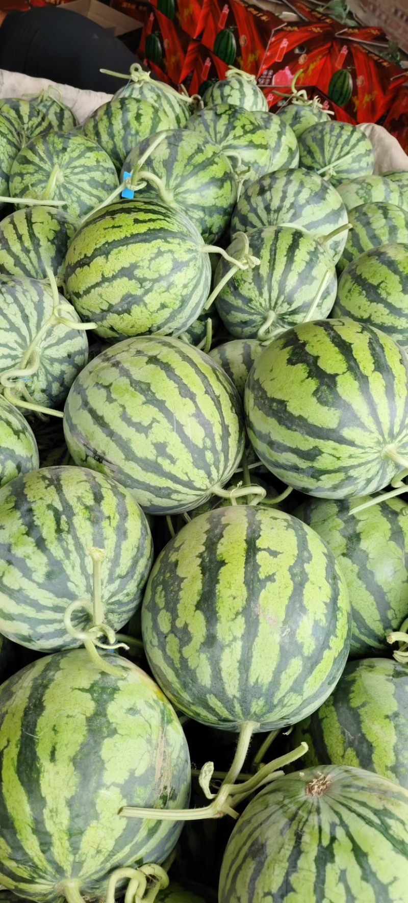 精品植生苗美都西瓜，8424麒麟西瓜大量上市了，大将价了