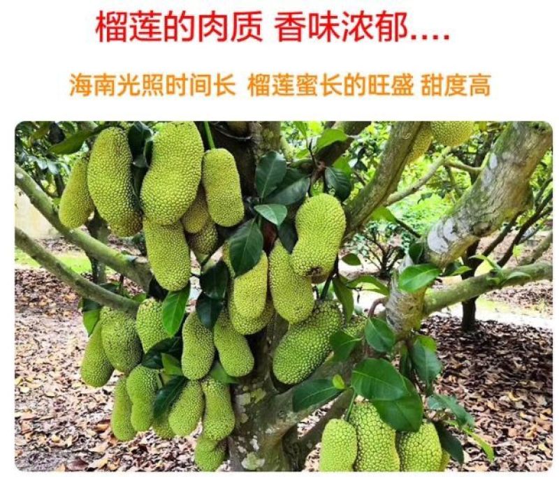 海南榴莲蜜批发，全国发货