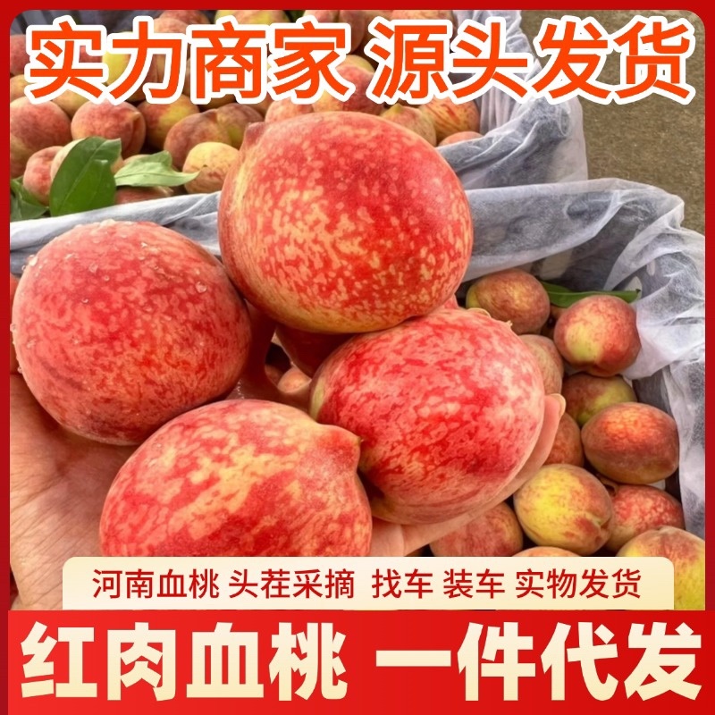 河南血桃朱砂红现货采摘头茬大果对接电商一件代发
