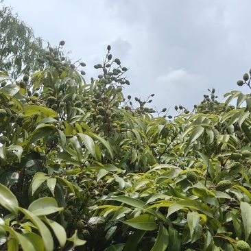 有白蜡，桂味，糯米糍，禾枝