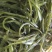 淡干海带丝烘干压缩海带丝海洋蔬菜顶刀丝海带