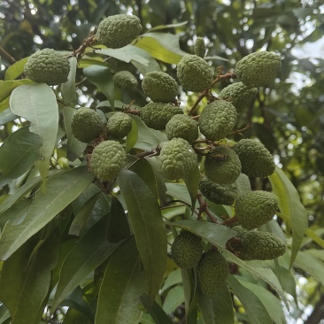 糯米糍、桂味荔枝批发，