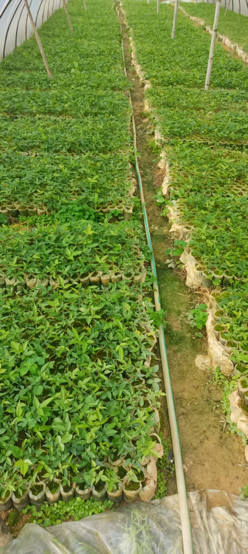 【牛大力苗】小叶牛大力苗货源充足保质保量