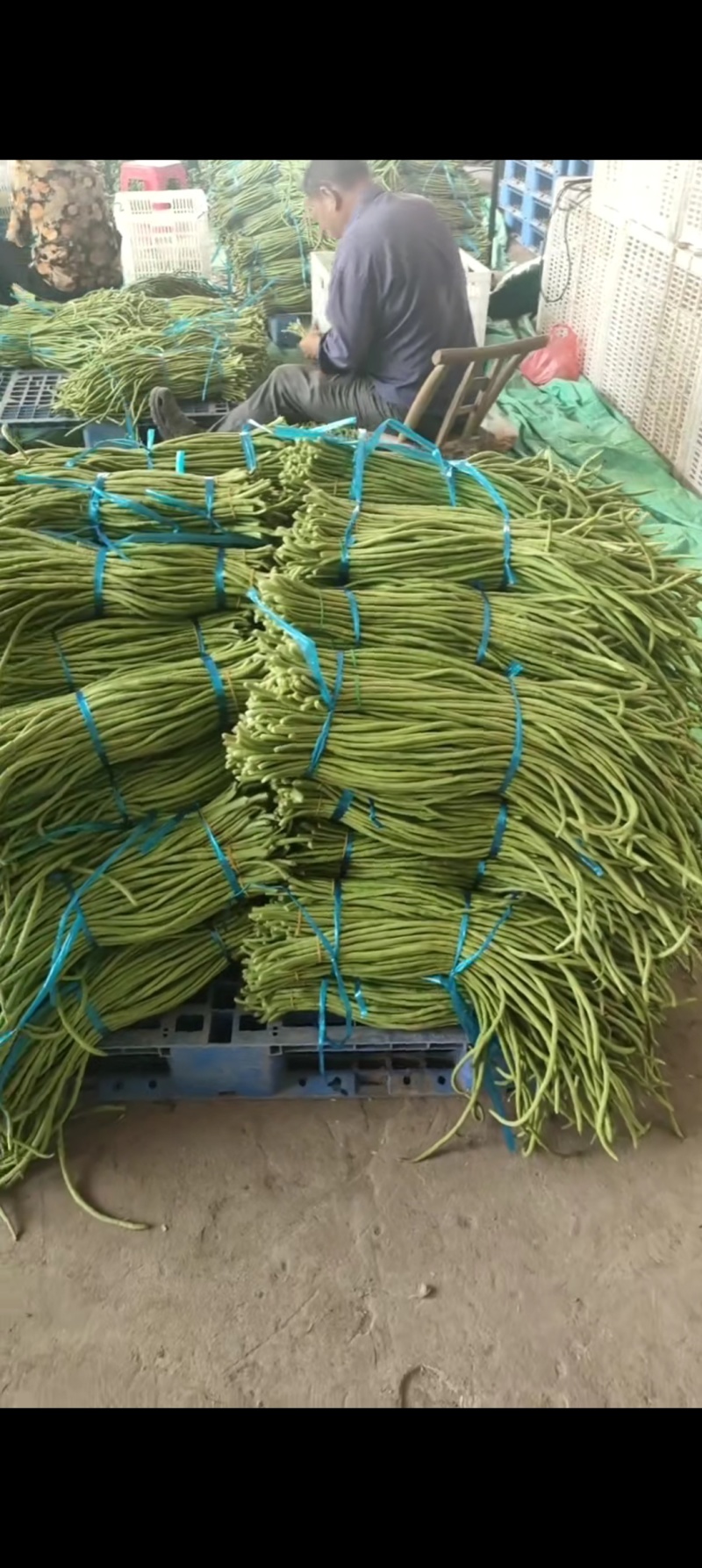 长豆角大量上市！
