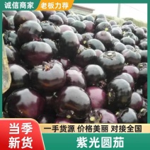 精品紫光圆茄子，推荐货源充足质量保证产地直销