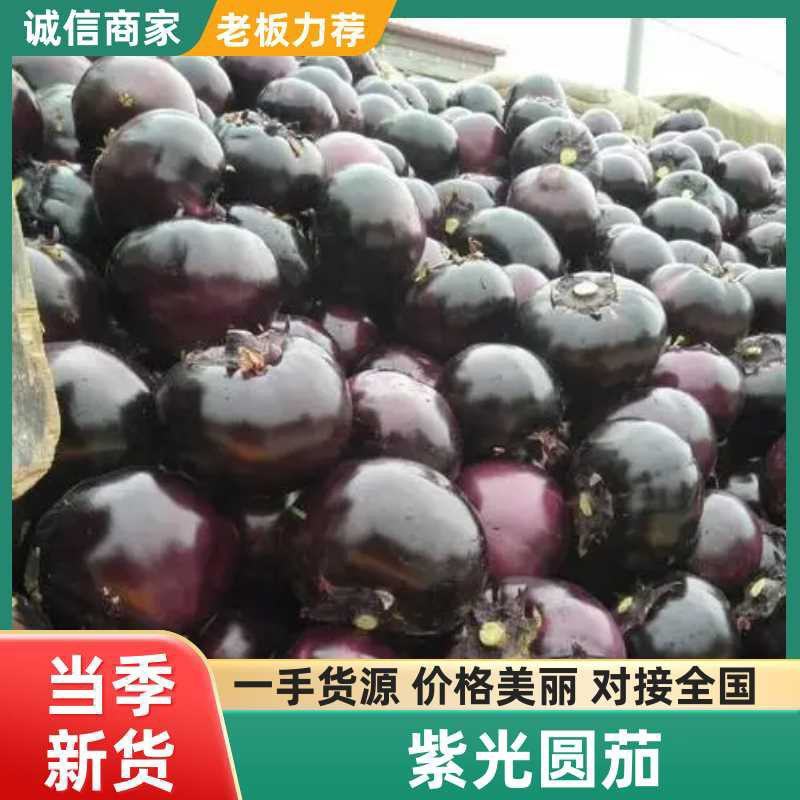 精品紫光圆茄子，推荐货源充足质量保证产地直销