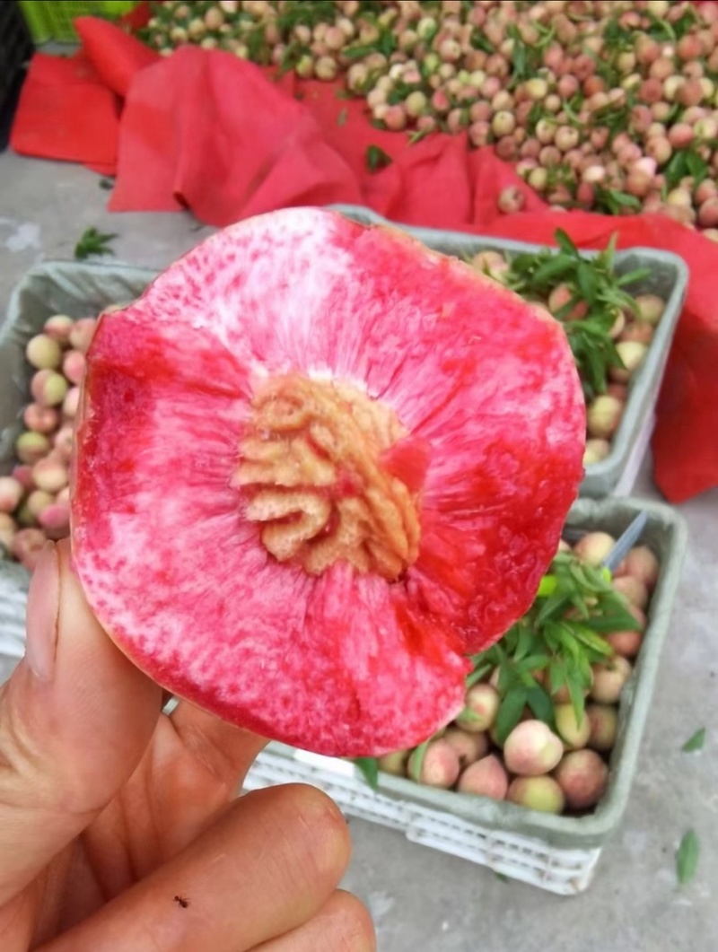 河南血桃朱砂红一件代发胭脂红桃子大量现货头茬采摘对接电商