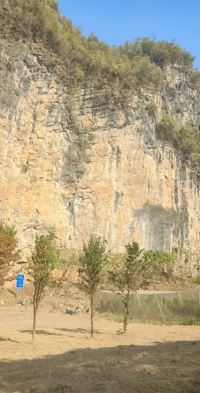 青钱柳