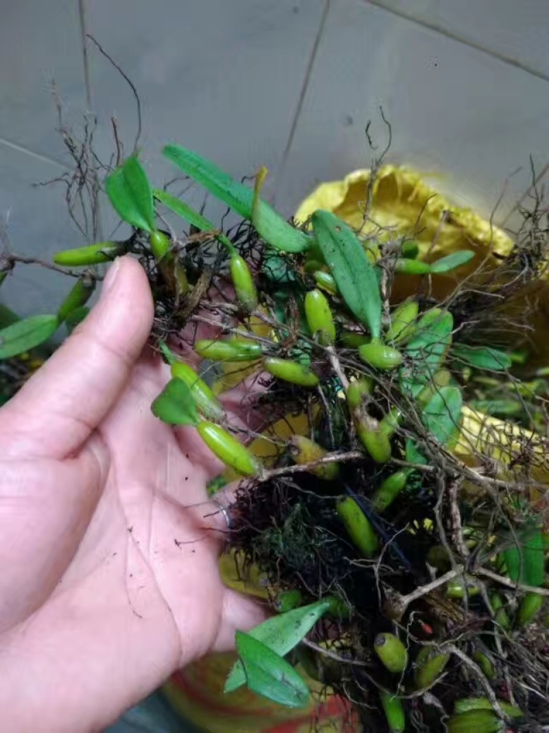 石橄榄