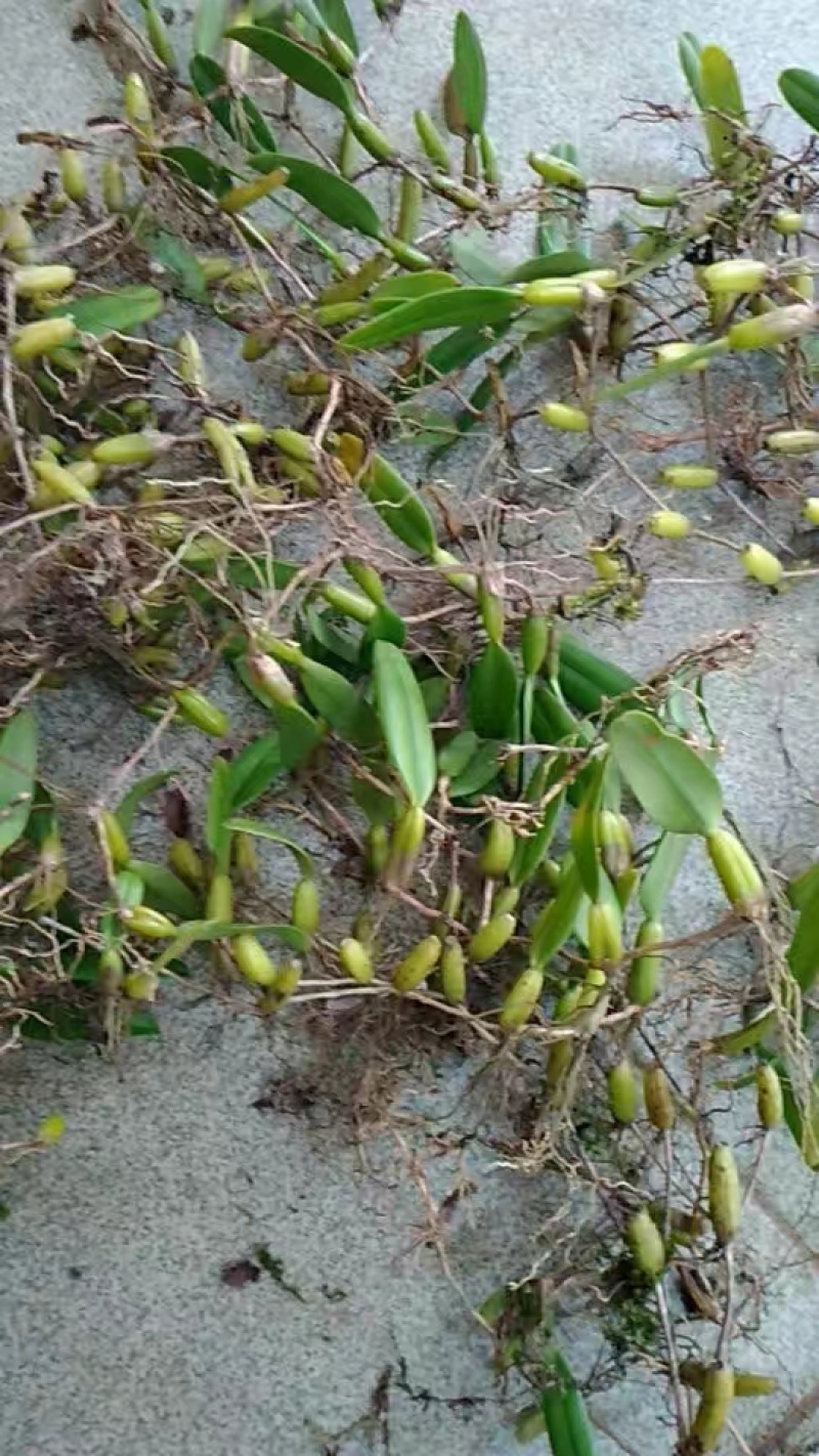 石橄榄