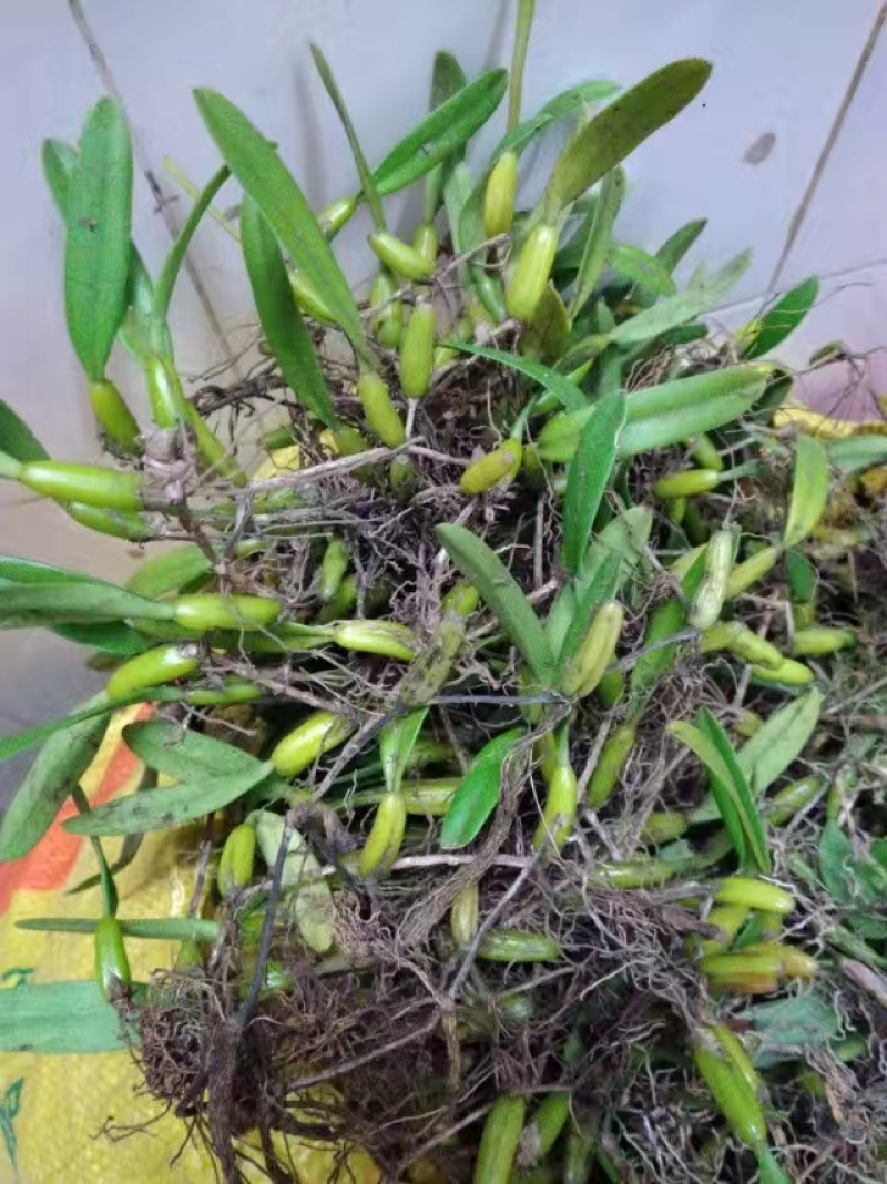 石橄榄