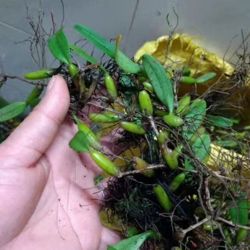 石橄榄