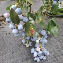 成都蓝莓基地：新鲜蓝莓，源头批发，量大价优！