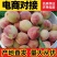 血桃代发河南血桃朱砂朱砂红对接电商头茬大果一件代发
