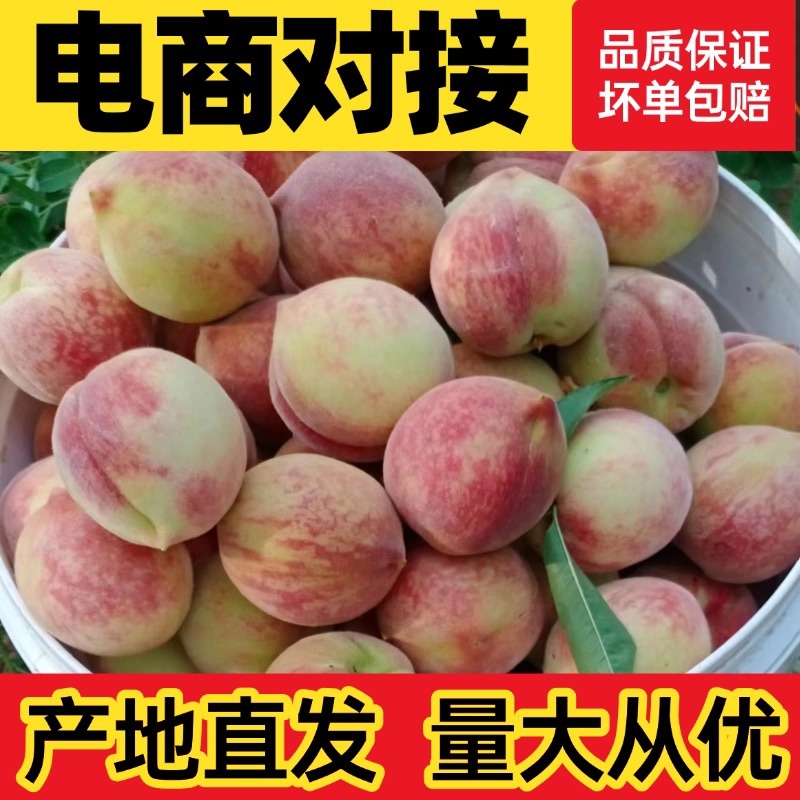 血桃代发河南血桃朱砂朱砂红对接电商头茬大果一件代发
