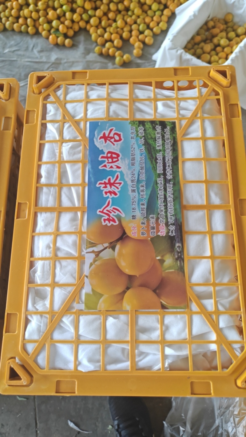 珍珠油杏，油杏，产地一手货源，代发，代发，电商，批发市场
