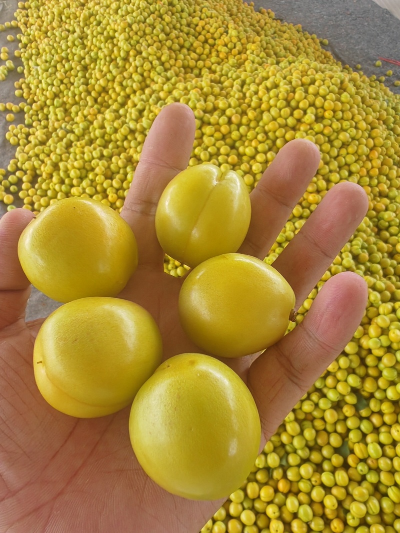 珍珠油杏，油杏，产地一手货源，代发，代发，电商，批发市场