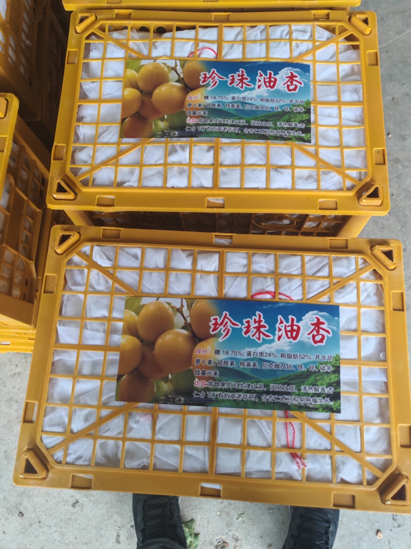 珍珠油杏，油杏，产地一手货源，代发，代发，电商，批发市场