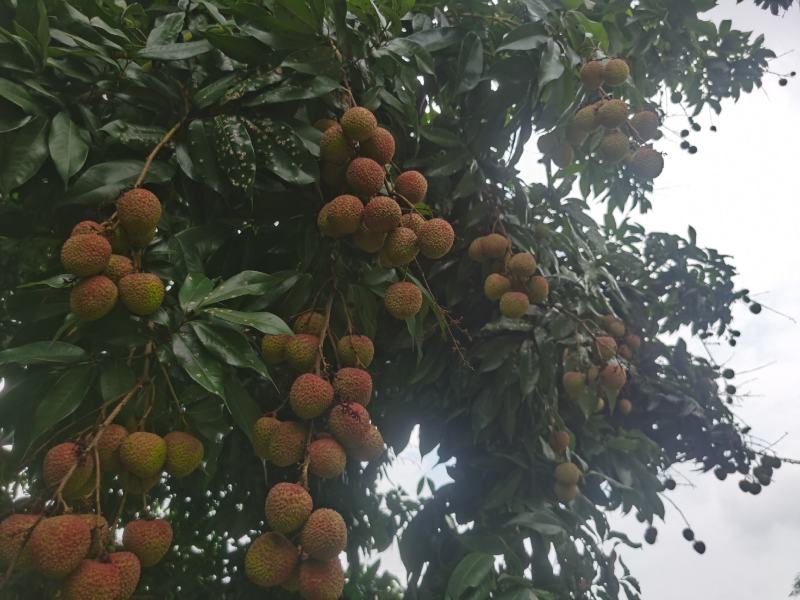 荔枝代理商
