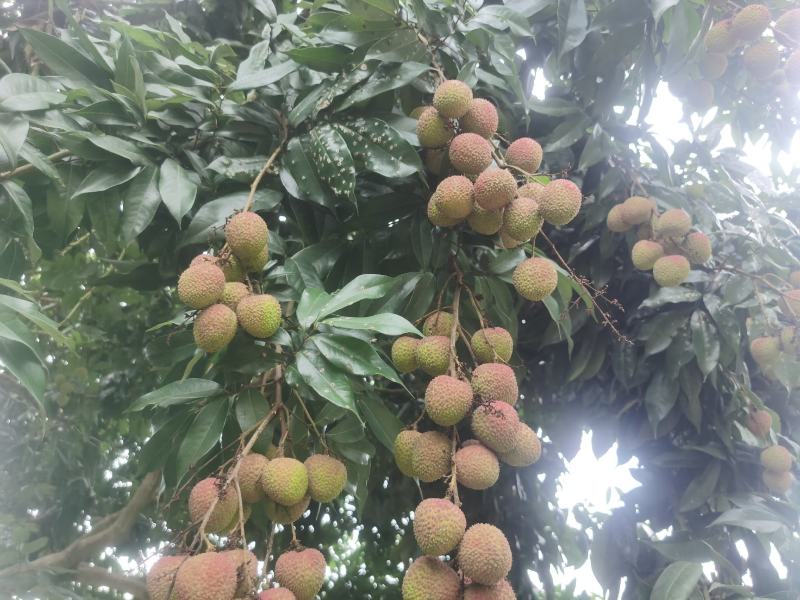 荔枝代理商