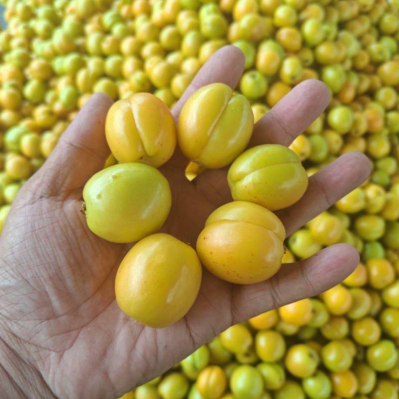 珍珠油杏，油杏，产地一手货源，代发，代发，电商，批发市场
