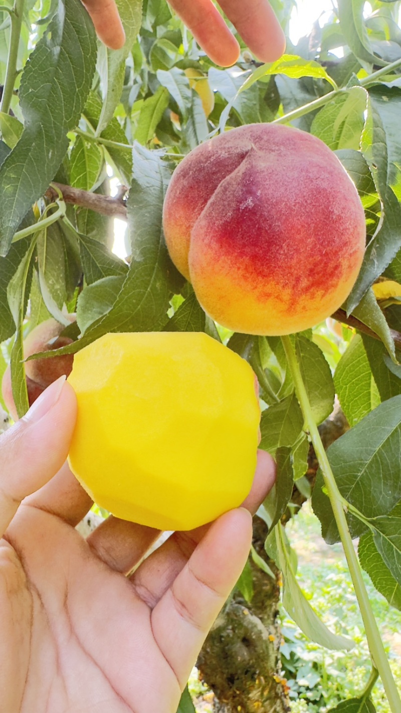 黄桃毛桃黄金蜜1号头茬大果现货供应对接电商一件代发