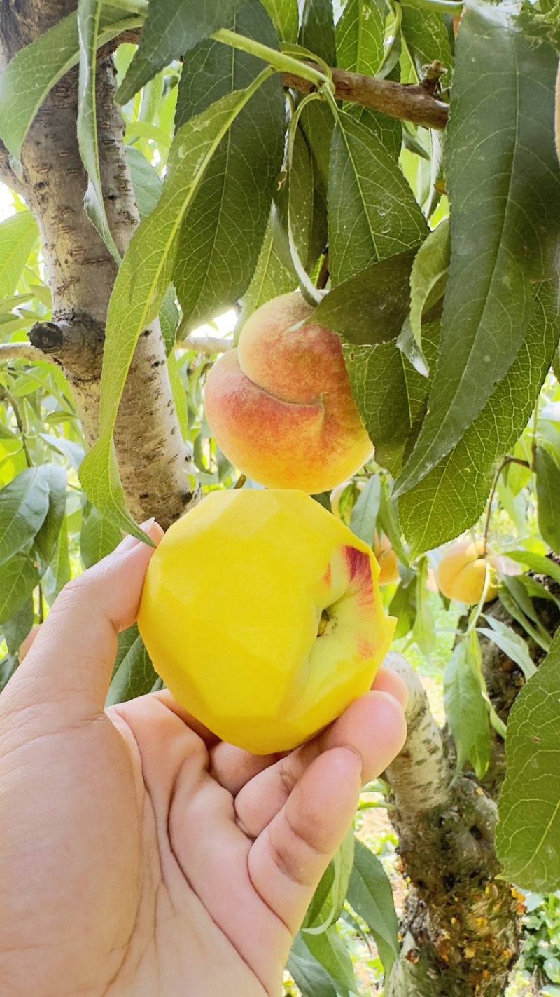 黄桃毛桃黄金蜜1号头茬大果现货供应对接电商一件代发