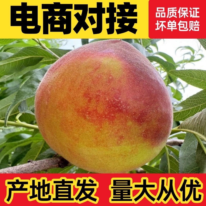 黄桃毛桃黄金蜜1号头茬大果现货供应对接电商一件代发