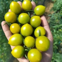 清甜小番茄脆甜多汁产地直发视频看货价格实惠