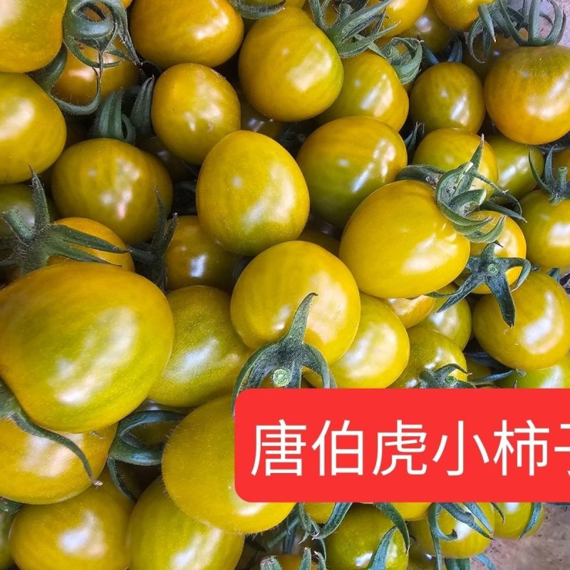 唐珀虎小番茄产地直发货源充足代发全国