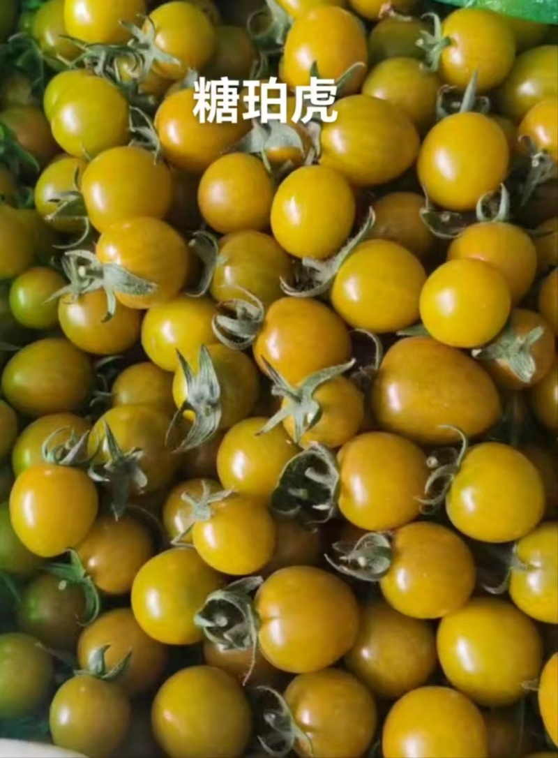 唐珀虎小番茄产地直发货源充足代发全国