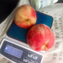 广西高山光战3号桃，口感好，个头大。耐运输