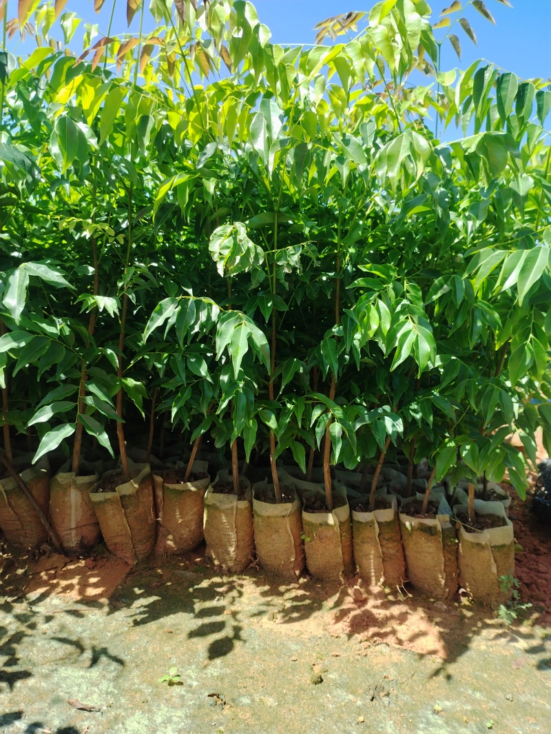 格木布袋苗本场地长年供应各种优质造林专用品种欢迎到场指导