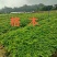 格木布袋苗本场地长年供应各种优质造林专用品种欢迎到场指导