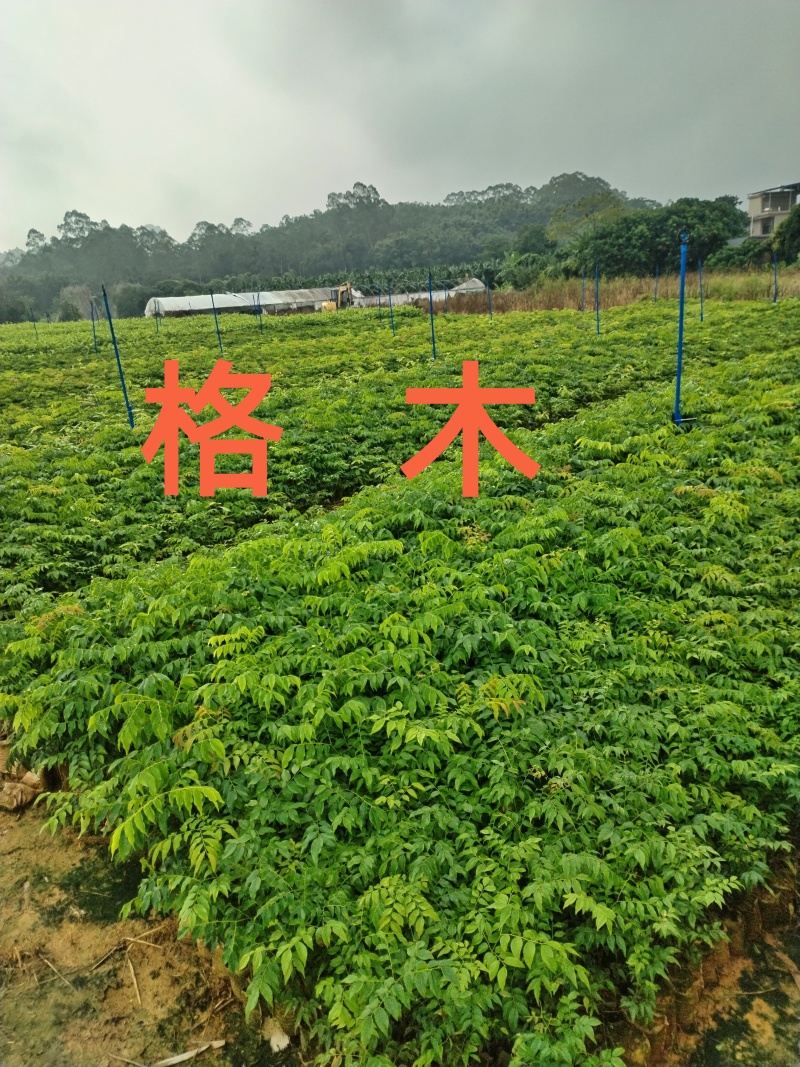 格木布袋苗本场地长年供应各种优质造林专用品种欢迎到场指导
